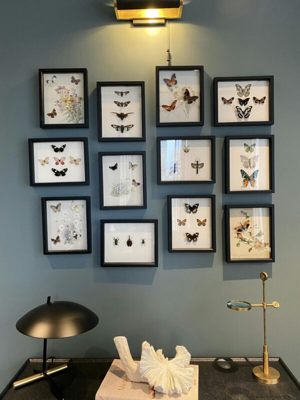 Framed butterfly art collection displayed on a wall with decor. Perfect for modern interiors.